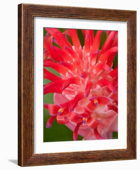 Bromeliads Flower, Manu National Park, Peru-Gavriel Jecan-Framed Photographic Print