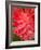 Bromeliads Flower, Manu National Park, Peru-Gavriel Jecan-Framed Photographic Print