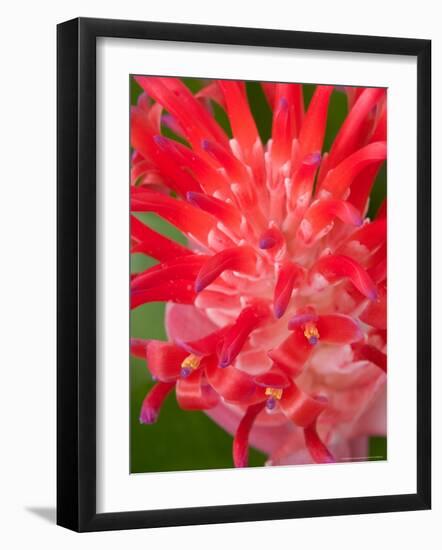 Bromeliads Flower, Manu National Park, Peru-Gavriel Jecan-Framed Photographic Print