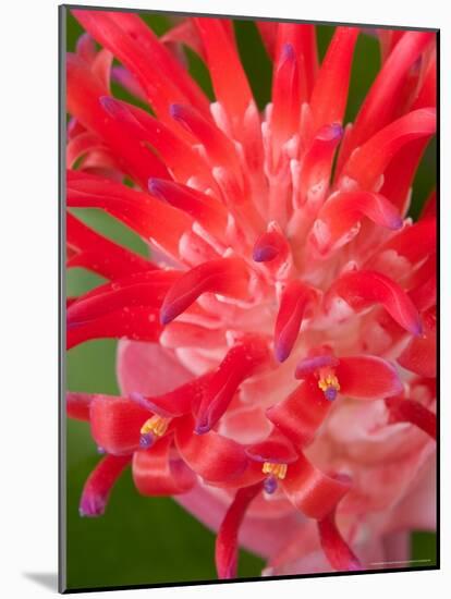 Bromeliads Flower, Manu National Park, Peru-Gavriel Jecan-Mounted Photographic Print