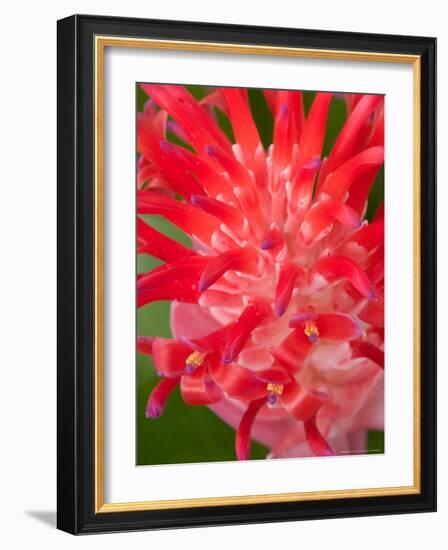 Bromeliads Flower, Manu National Park, Peru-Gavriel Jecan-Framed Photographic Print