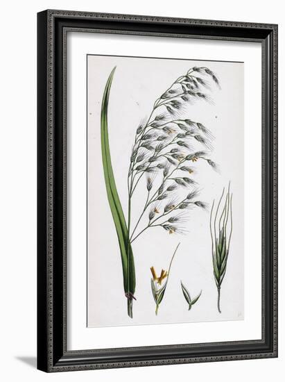 Bromus Giganteus Var. Genuinus Tall Brome-Grass Var. A-null-Framed Giclee Print