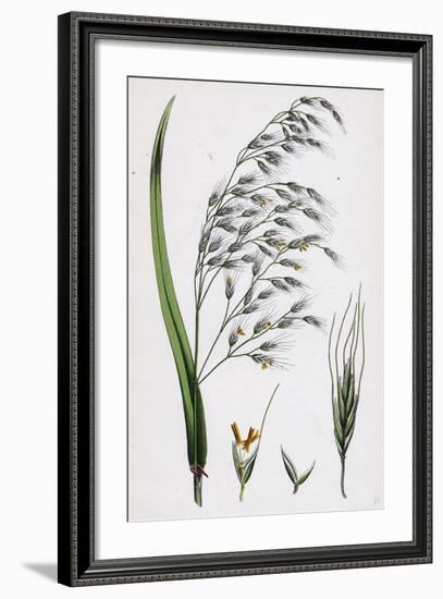 Bromus Giganteus Var. Genuinus Tall Brome-Grass Var. A-null-Framed Giclee Print