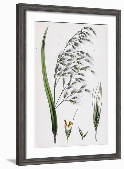 Bromus Giganteus Var. Genuinus Tall Brome-Grass Var. A-null-Framed Giclee Print