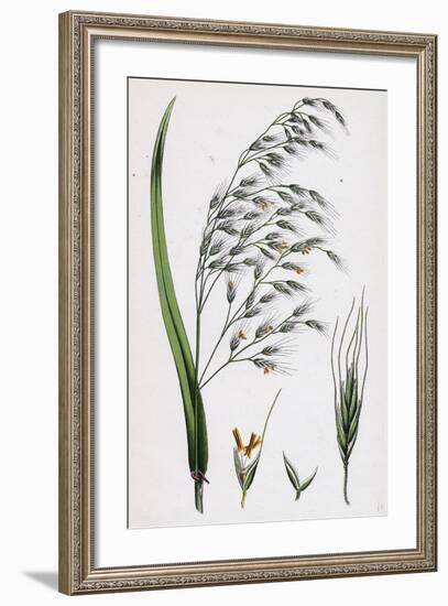 Bromus Giganteus Var. Genuinus Tall Brome-Grass Var. A-null-Framed Giclee Print