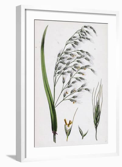 Bromus Giganteus Var. Genuinus Tall Brome-Grass Var. A-null-Framed Giclee Print