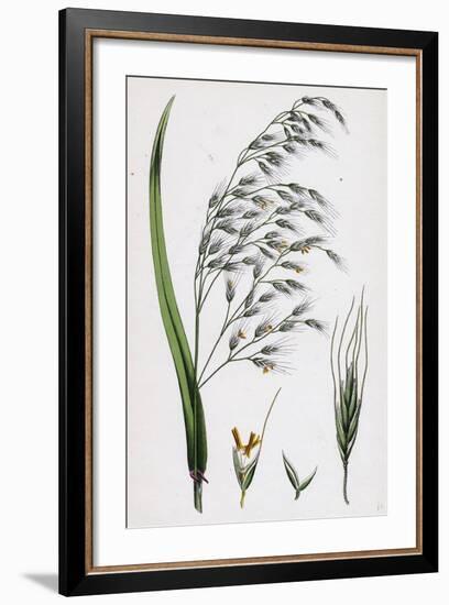 Bromus Giganteus Var. Genuinus Tall Brome-Grass Var. A-null-Framed Giclee Print