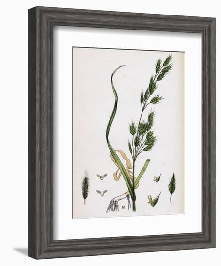 Bromus Secalinus Var. Genuinus Rye Brome-Grass Var. A-null-Framed Giclee Print