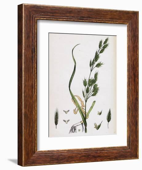 Bromus Secalinus Var. Genuinus Rye Brome-Grass Var. A-null-Framed Giclee Print