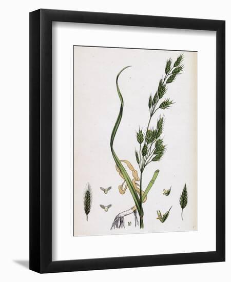 Bromus Secalinus Var. Genuinus Rye Brome-Grass Var. A-null-Framed Giclee Print