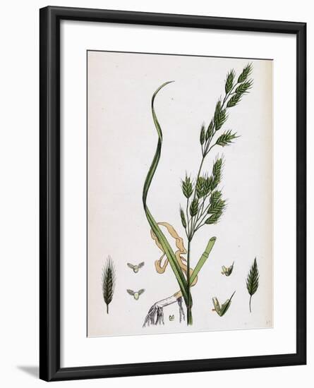 Bromus Secalinus Var. Genuinus Rye Brome-Grass Var. A-null-Framed Giclee Print