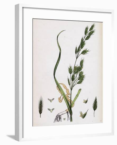 Bromus Secalinus Var. Genuinus Rye Brome-Grass Var. A-null-Framed Giclee Print