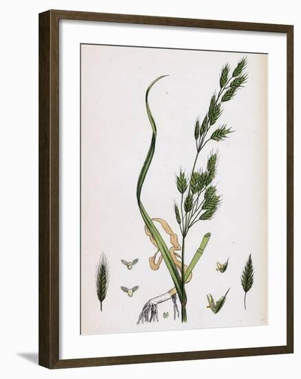 Bromus Secalinus Var. Genuinus Rye Brome-Grass Var. A-null-Framed Giclee Print