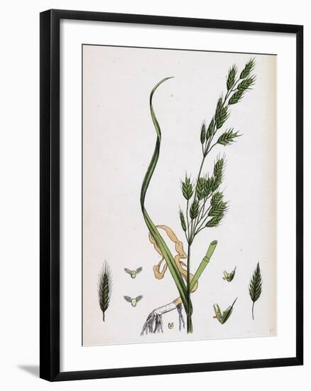 Bromus Secalinus Var. Genuinus Rye Brome-Grass Var. A-null-Framed Giclee Print