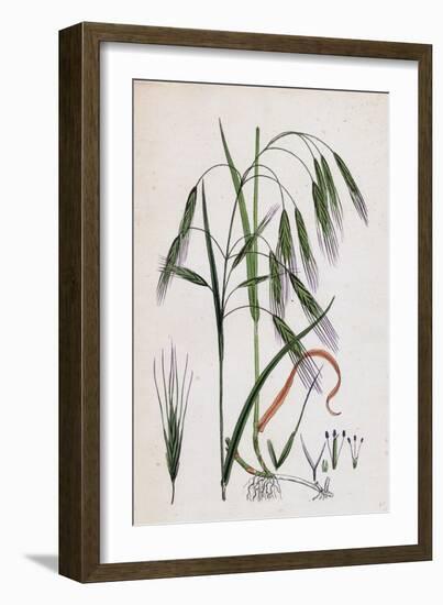 Bromus Sterilis Barren Brome-Grass-null-Framed Giclee Print