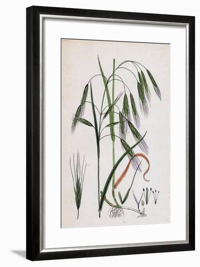 Bromus Sterilis Barren Brome-Grass-null-Framed Giclee Print