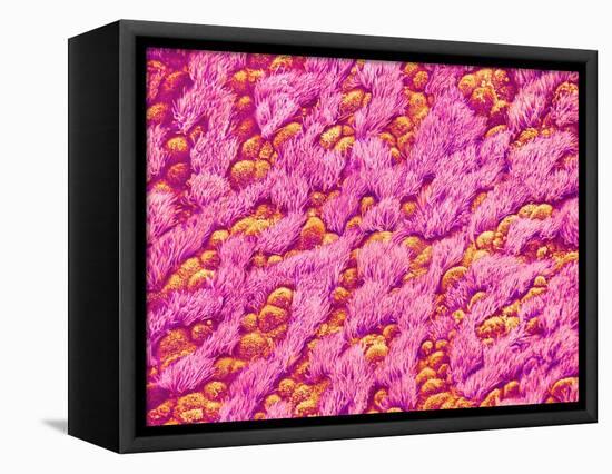 Bronchus of a Rat-Micro Discovery-Framed Premier Image Canvas