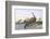 Brontosaurus Attacked by Allosaurus-Wilhelm Kuhnert-Framed Photographic Print