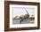 Brontosaurus Attacked by Allosaurus-Wilhelm Kuhnert-Framed Photographic Print