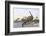 Brontosaurus Attacked by Allosaurus-Wilhelm Kuhnert-Framed Photographic Print