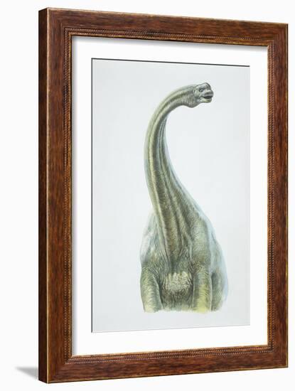 Brontosaurus, Jurassic Period-null-Framed Giclee Print