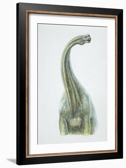 Brontosaurus, Jurassic Period-null-Framed Giclee Print