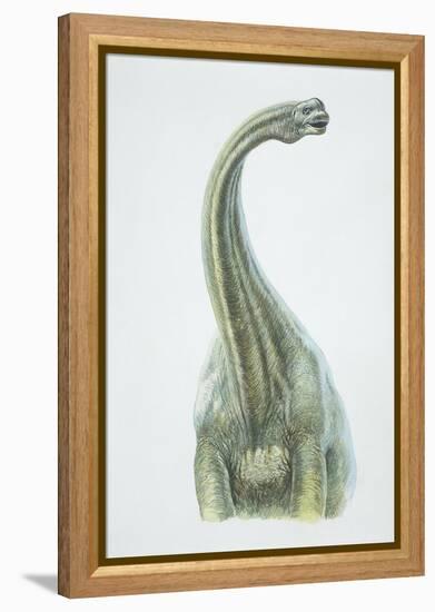 Brontosaurus, Jurassic Period-null-Framed Premier Image Canvas