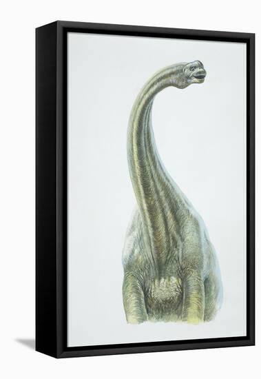 Brontosaurus, Jurassic Period-null-Framed Premier Image Canvas