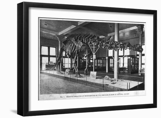 Brontosaurus Skeleton, American Museum of Natural History, New York, USA, Early 20th Century-null-Framed Giclee Print