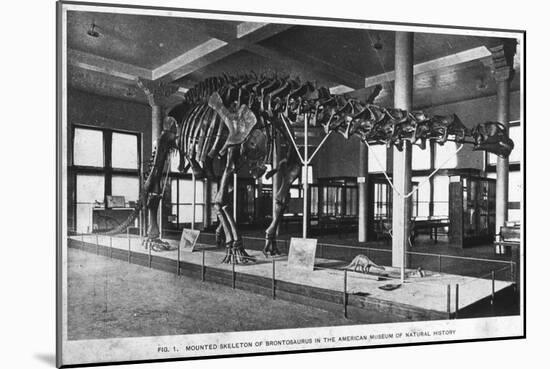 Brontosaurus Skeleton, American Museum of Natural History, New York, USA, Early 20th Century-null-Mounted Giclee Print