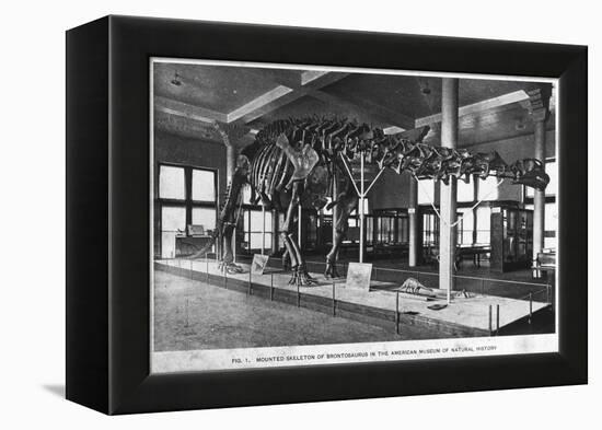 Brontosaurus Skeleton, American Museum of Natural History, New York, USA, Early 20th Century-null-Framed Premier Image Canvas