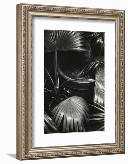 Bronx Botanical Garden, Bronx, New York, 1943-Brett Weston-Framed Photographic Print