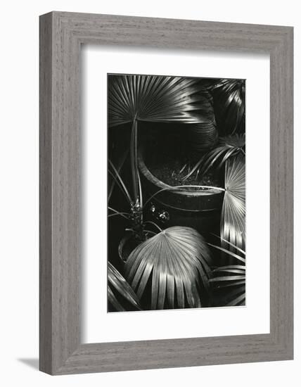 Bronx Botanical Garden, Bronx, New York, 1943-Brett Weston-Framed Photographic Print