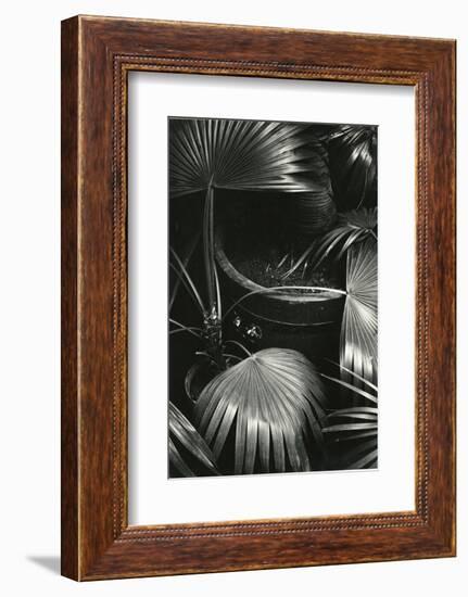 Bronx Botanical Garden, Bronx, New York, 1943-Brett Weston-Framed Photographic Print