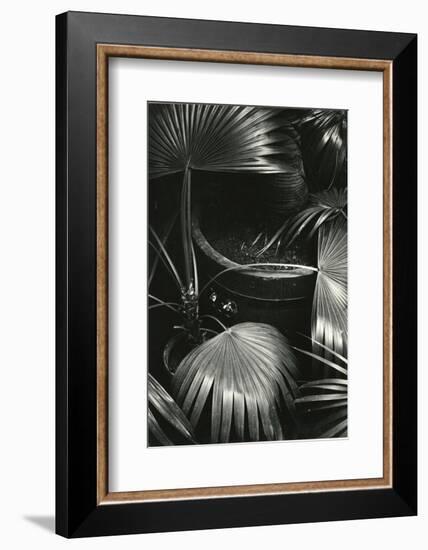 Bronx Botanical Garden, Bronx, New York, 1943-Brett Weston-Framed Photographic Print