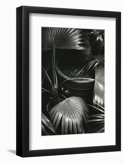 Bronx Botanical Garden, Bronx, New York, 1943-Brett Weston-Framed Photographic Print
