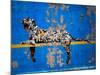 Bronx Zoo-Banksy-Mounted Giclee Print