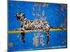 Bronx Zoo-Banksy-Mounted Premium Giclee Print