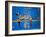 Bronx Zoo-Banksy-Framed Giclee Print