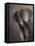 Bronze Calla Lily - 2-James M. Hunt-Framed Premier Image Canvas