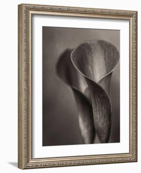 Bronze Calla Lily - 2-James M. Hunt-Framed Photographic Print