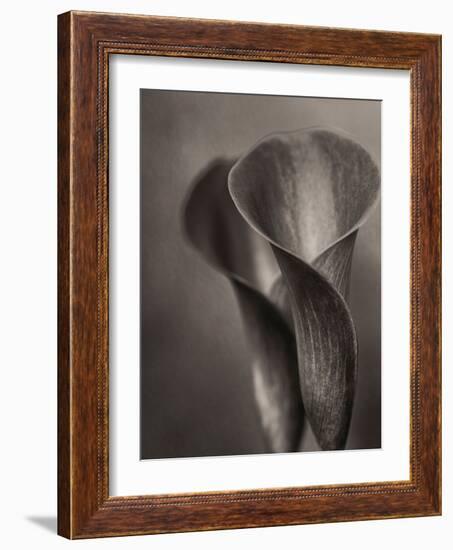 Bronze Calla Lily - 2-James M. Hunt-Framed Photographic Print