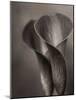 Bronze Calla Lily - 2-James M. Hunt-Mounted Photographic Print