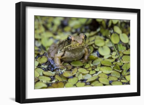 Bronze Frog (Rana Clamitans Clamitans) Camaflauged, Jean Lafitte Nat Historical P&P, New Orleans-Karine Aigner-Framed Photographic Print