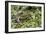 Bronze Frog (Rana Clamitans Clamitans) Camaflauged, Jean Lafitte Nat Historical P&P, New Orleans-Karine Aigner-Framed Photographic Print