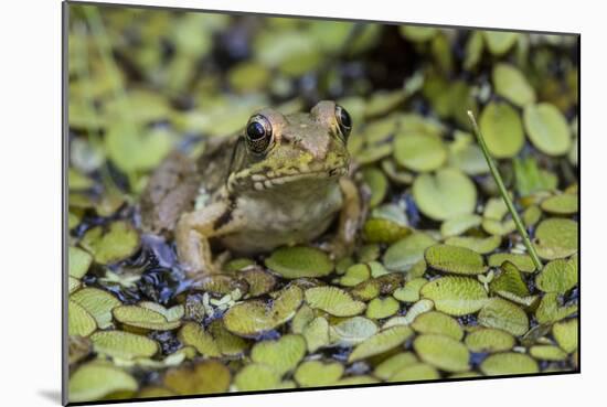 Bronze Frog (Rana Clamitans Clamitans) Camaflauged, Jean Lafitte Nat Historical P&P, New Orleans-Karine Aigner-Mounted Photographic Print