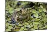 Bronze Frog (Rana Clamitans Clamitans) Camaflauged, Jean Lafitte Nat Historical P&P, New Orleans-Karine Aigner-Mounted Photographic Print