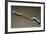 Bronze Knife-null-Framed Giclee Print