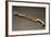 Bronze Knife-null-Framed Giclee Print