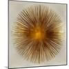 Bronze Sunburst I-Abby Young-Mounted Art Print